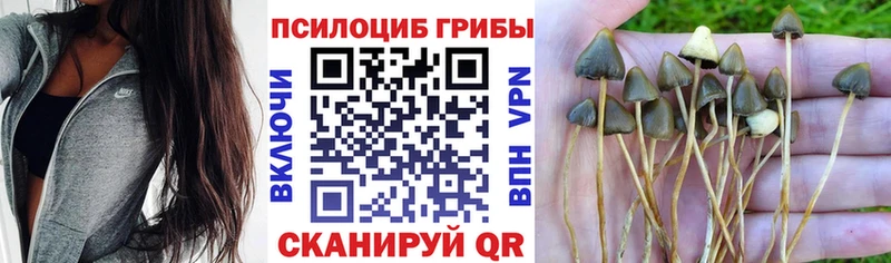 Псилоцибиновые грибы мицелий  Сосновоборск 